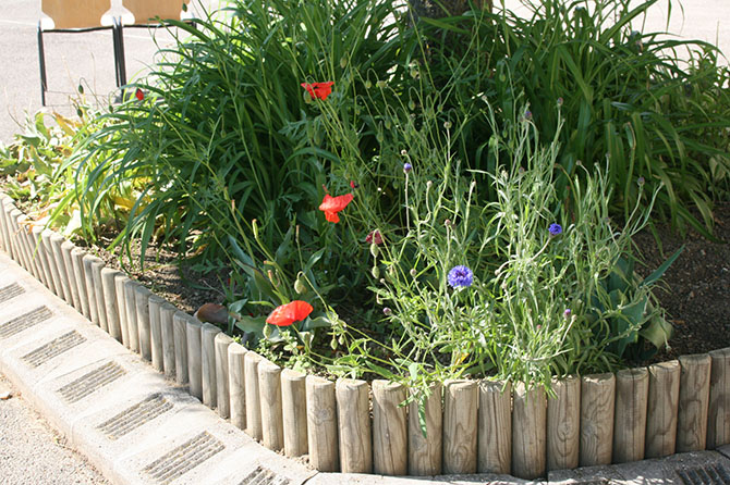 …Vite, transformons le pourtour de béton de l’arbre en un parterre plus naturel et esthétique.